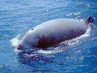 Vorvaňovec zobatý, Ziphius cavirostris, Cuvier´s beaked whale - http://www.sailingissues.com/dolphins/cuvier3.html