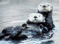 Vydra mořská, Enhydra lutris, Sea otter - http://www.ortepa.org/graphics/cute-otters.jpg