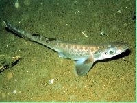 Žralok černoústý, Galeus melastomus, Blackmouth catshark   - http://shopping.requins.free.fr/img/gal_mel.jpg