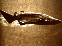Žralok Cookeův, Echinorhinus cookei, Prickly shark - http://www.darissimo.com/squali/immagini/foto/prickly.jpg