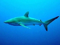 Žralok hedvábný, Carcharhinus falciformis, Silky shark - http://www.stranypotapecske.cz/teorie/zraloci07.jpg