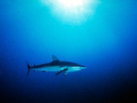 Žralok hedvábný, Carcharhinus falciformis, Silky shark - http://www.haiwelt.de/haie/bilder/Carcharhinus_falciformis_01.jpg
