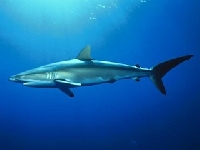 Žralok karibský, Rhizoprionodon porosus, Caribbean sharpnose shark - http://www.discoverlife.org/IM/I_RR/0000/320/Carcharhinus,I_RR62.jpg