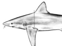 Žralok madagaskarský, Carcharhinus altimus, Bignose shark - http://upload.wikimedia.org/wikipedia/commons/2/26/Carcharhinus_altimus_drawing.png