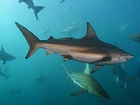 Žralok měděný, Carcharhinus brachyurus, Copper shark - http://www.flmnh.ufl.edu/fish/gallery/descript/KTSawfish/coppershark.JPG