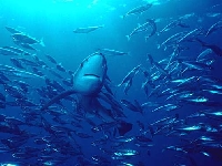 Žralok modrý, Prionace glauca, Blue shark - http://www.mexfish.com/fish/blshark/blsharkherm.jpg