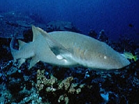 Žralok rezavý, Nebrius ferrugineus, Tawny nurse shark - http://www.chez.com/fins/image/nourricefauve.jpg
