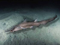Žralok šotek, Mitsukurina owstoni, Goblin shark - http://good-cool.blog.cz/0612/zraloci-1