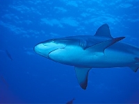 Žralok spanilý, Carcharhinus amblyrhynchos, Grey reef shark - http://www.uwphoto.net/content/palau/thumb_large/pl-dupe1.jpg