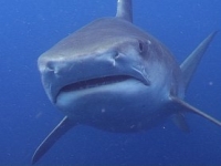 Žralok tygří, Galeocerdo cuvier, Tiger shark - http://www.prionace.it/tigrefotoschede2.jpg